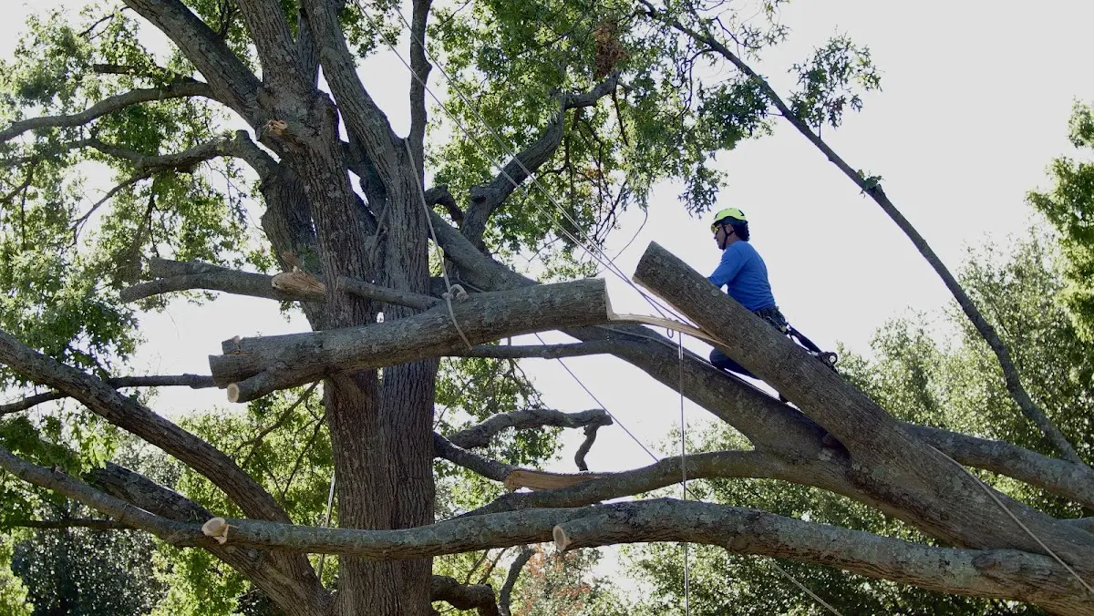 Professional Crown Thinning performed by certified arborists in East Ellijay