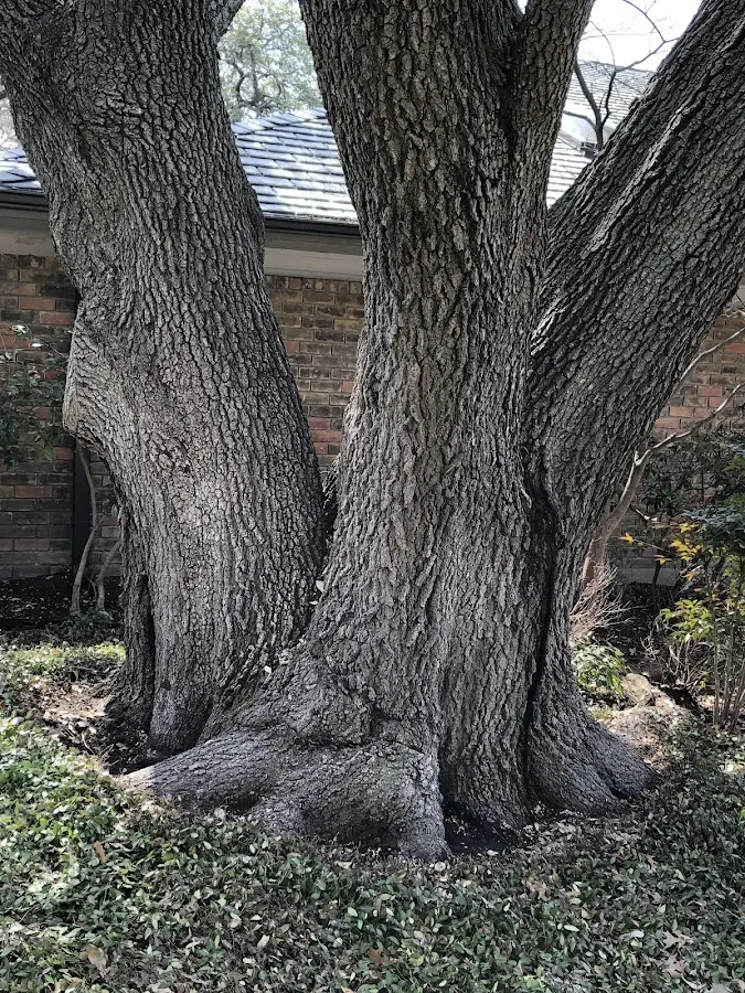 Mature heritage tree close to a East Ellijay property cared for by certified arborists