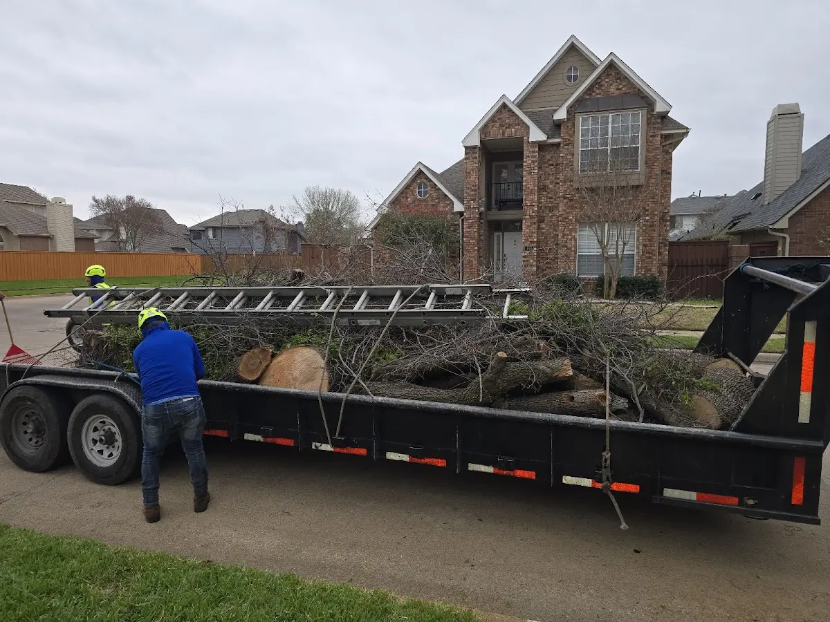 Expert Tree Removal with proper safety equipment in East Ellijay